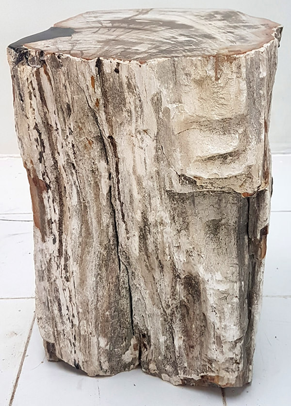 teak wood fossil