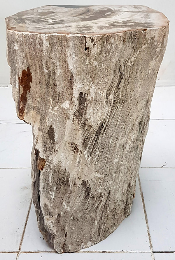 teak wood fossil from Indonesia