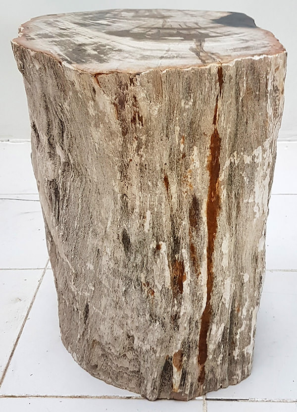 teak wood fossil from Java