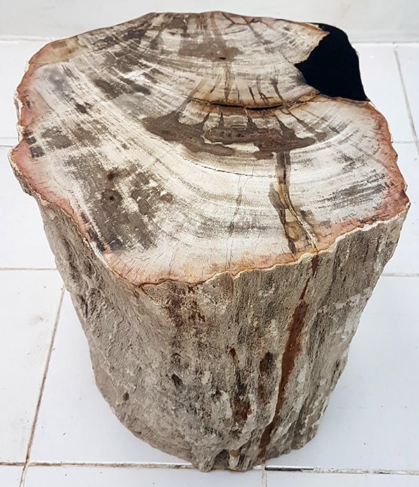 teak wood fossil from Bali