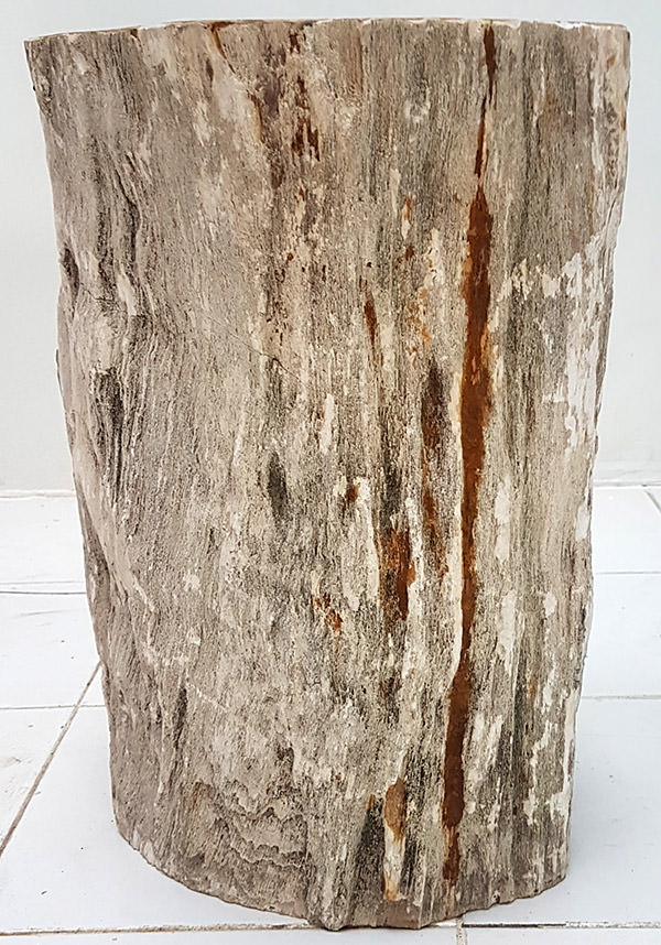 natural teak wood fossil