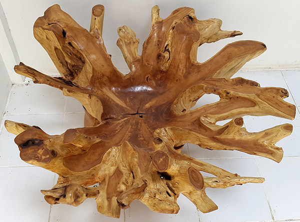 teak root tree coffee table