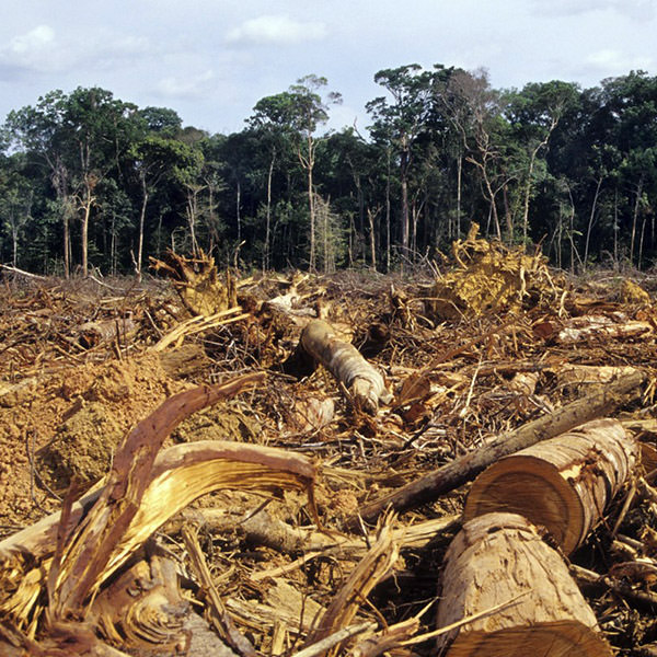 déforestation au Nigeria