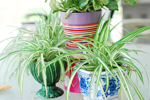 kitchen plants