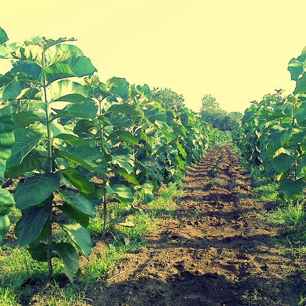 plantation d’arbres à teck